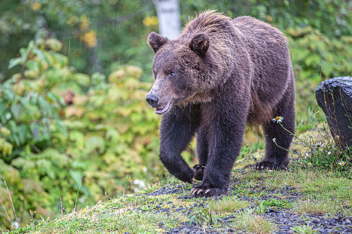 Grizzly bear in northern British Columbia